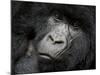 Mountain Gorilla, Kongo, Rwanda, Africa-Milse Thorsten-Mounted Premium Photographic Print