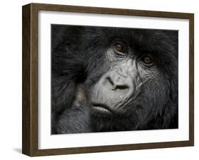 Mountain Gorilla, Kongo, Rwanda, Africa-Milse Thorsten-Framed Photographic Print