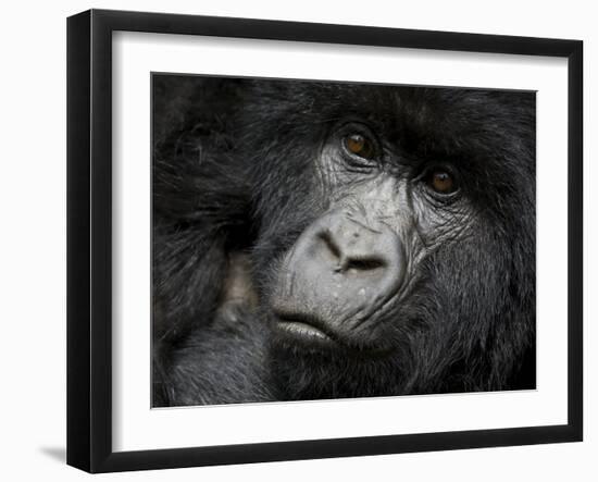 Mountain Gorilla, Kongo, Rwanda, Africa-Milse Thorsten-Framed Photographic Print