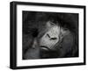 Mountain Gorilla, Kongo, Rwanda, Africa-Milse Thorsten-Framed Photographic Print