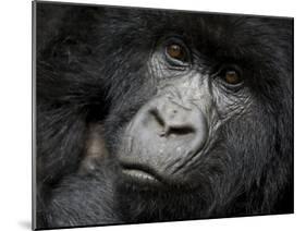 Mountain Gorilla, Kongo, Rwanda, Africa-Milse Thorsten-Mounted Photographic Print