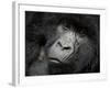 Mountain Gorilla, Kongo, Rwanda, Africa-Milse Thorsten-Framed Photographic Print