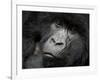 Mountain Gorilla, Kongo, Rwanda, Africa-Milse Thorsten-Framed Photographic Print