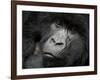 Mountain Gorilla, Kongo, Rwanda, Africa-Milse Thorsten-Framed Photographic Print