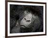 Mountain Gorilla, Kongo, Rwanda, Africa-Milse Thorsten-Framed Photographic Print