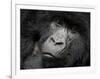 Mountain Gorilla, Kongo, Rwanda, Africa-Milse Thorsten-Framed Photographic Print