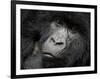 Mountain Gorilla, Kongo, Rwanda, Africa-Milse Thorsten-Framed Photographic Print