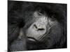 Mountain Gorilla, Kongo, Rwanda, Africa-Milse Thorsten-Mounted Photographic Print