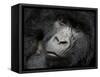 Mountain Gorilla, Kongo, Rwanda, Africa-Milse Thorsten-Framed Stretched Canvas