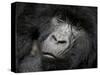 Mountain Gorilla, Kongo, Rwanda, Africa-Milse Thorsten-Stretched Canvas