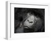 Mountain Gorilla, Kongo, Rwanda, Africa-Milse Thorsten-Framed Photographic Print