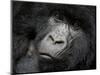 Mountain Gorilla, Kongo, Rwanda, Africa-Milse Thorsten-Mounted Photographic Print