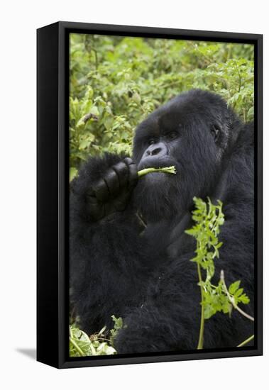 Mountain Gorilla Large Silverback Feeding on Vegetation-null-Framed Stretched Canvas