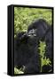 Mountain Gorilla Large Silverback Feeding on Vegetation-null-Framed Stretched Canvas