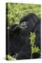 Mountain Gorilla Large Silverback Feeding on Vegetation-null-Stretched Canvas