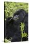 Mountain Gorilla Large Silverback Feeding on Vegetation-null-Stretched Canvas