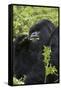 Mountain Gorilla Large Silverback Feeding on Vegetation-null-Framed Stretched Canvas