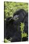 Mountain Gorilla Large Silverback Feeding on Vegetation-null-Stretched Canvas