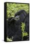 Mountain Gorilla Large Silverback Feeding on Vegetation-null-Framed Stretched Canvas