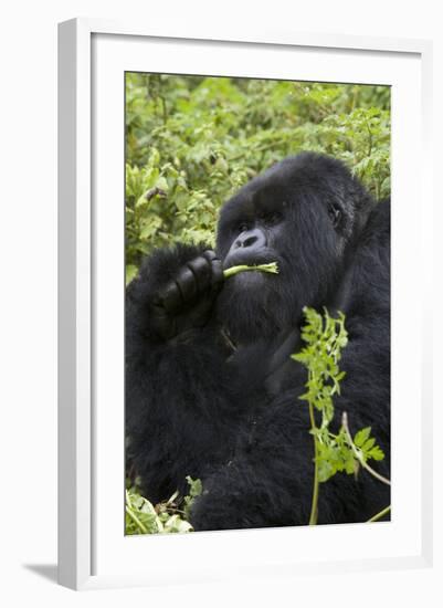 Mountain Gorilla Large Silverback Feeding on Vegetation-null-Framed Photographic Print