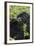 Mountain Gorilla Large Silverback Feeding on Vegetation-null-Framed Photographic Print