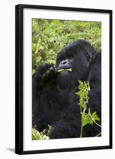 Mountain Gorilla Large Silverback Feeding on Vegetation-null-Framed Photographic Print