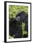Mountain Gorilla Large Silverback Feeding on Vegetation-null-Framed Photographic Print