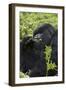 Mountain Gorilla Large Silverback Feeding on Vegetation-null-Framed Photographic Print