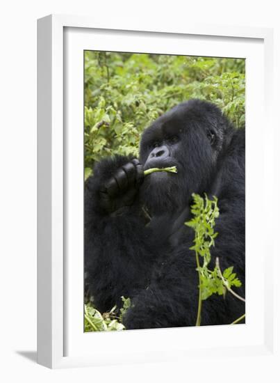 Mountain Gorilla Large Silverback Feeding on Vegetation-null-Framed Photographic Print