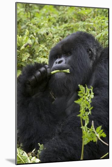 Mountain Gorilla Large Silverback Feeding on Vegetation-null-Mounted Photographic Print