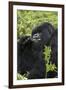 Mountain Gorilla Large Silverback Feeding on Vegetation-null-Framed Photographic Print