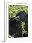 Mountain Gorilla Large Silverback Feeding on Vegetation-null-Framed Photographic Print