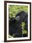 Mountain Gorilla Large Silverback Feeding on Vegetation-null-Framed Photographic Print