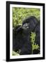 Mountain Gorilla Large Silverback Feeding on Vegetation-null-Framed Photographic Print