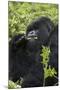 Mountain Gorilla Large Silverback Feeding on Vegetation-null-Mounted Photographic Print