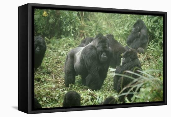 Mountain Gorilla Male Silverback-Adrian Warren-Framed Stretched Canvas
