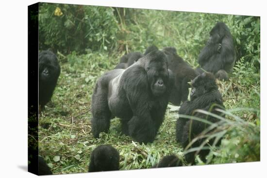 Mountain Gorilla Male Silverback-Adrian Warren-Stretched Canvas