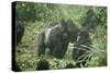 Mountain Gorilla Male Silverback-Adrian Warren-Stretched Canvas