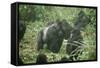 Mountain Gorilla Male Silverback-Adrian Warren-Framed Stretched Canvas