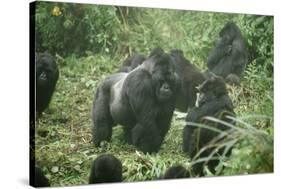 Mountain Gorilla Male Silverback-Adrian Warren-Stretched Canvas