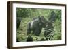 Mountain Gorilla Male Silverback-Adrian Warren-Framed Premium Photographic Print