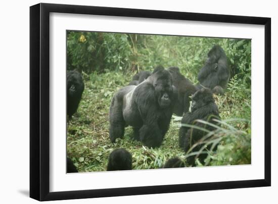 Mountain Gorilla Male Silverback-Adrian Warren-Framed Premium Photographic Print