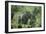 Mountain Gorilla Male Silverback-Adrian Warren-Framed Premium Photographic Print