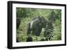 Mountain Gorilla Male Silverback-Adrian Warren-Framed Premium Photographic Print