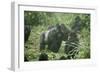 Mountain Gorilla Male Silverback-Adrian Warren-Framed Premium Photographic Print