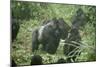 Mountain Gorilla Male Silverback-Adrian Warren-Mounted Premium Photographic Print