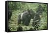 Mountain Gorilla Male Silverback-Adrian Warren-Framed Stretched Canvas