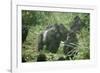 Mountain Gorilla Male Silverback-Adrian Warren-Framed Photographic Print