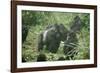 Mountain Gorilla Male Silverback-Adrian Warren-Framed Photographic Print