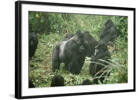 Mountain Gorilla Male Silverback-Adrian Warren-Framed Photographic Print